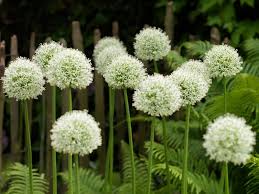 Allium White Giant