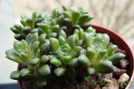 Anacampseros rufescens 'Green'