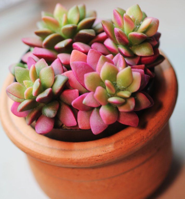 Anacampseros rufescens 'Rainbow'