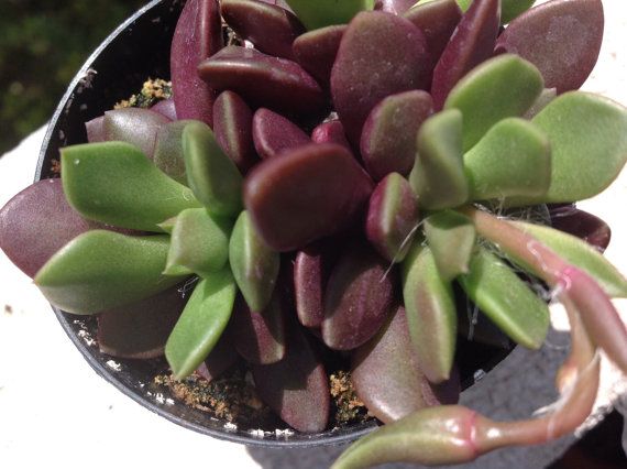 Anacampseros rufescens 'Rubrolineata'