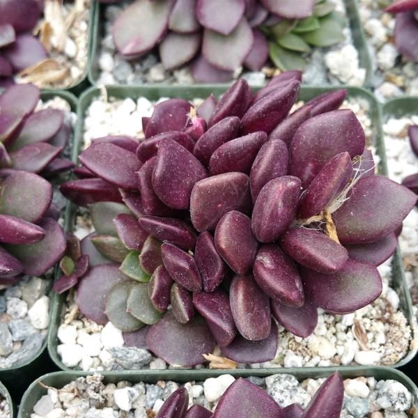 Anacampseros rufescens 'Ruby'
