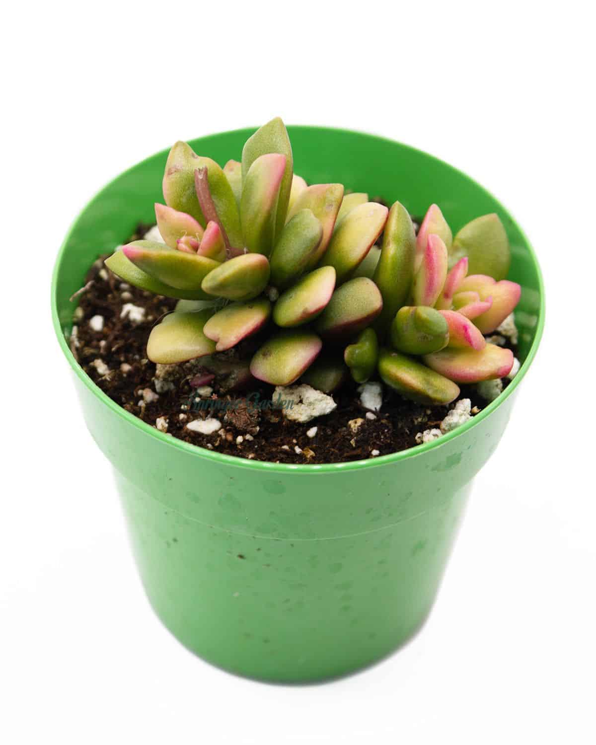 Anacampseros rufescens 'Sunrise'