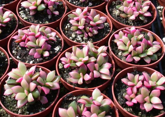 Anacampseros rufescens 'Variegata'