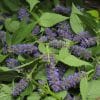 Anise Hyssop