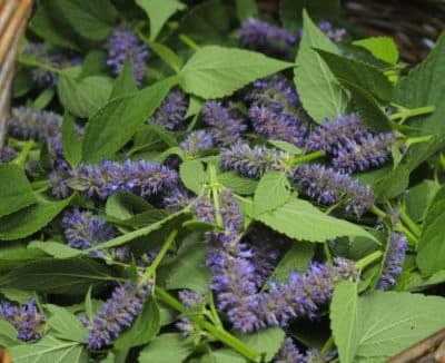 Anise Hyssop