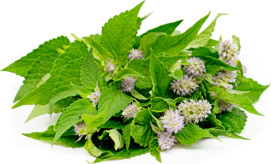 Anise hyssop leaves