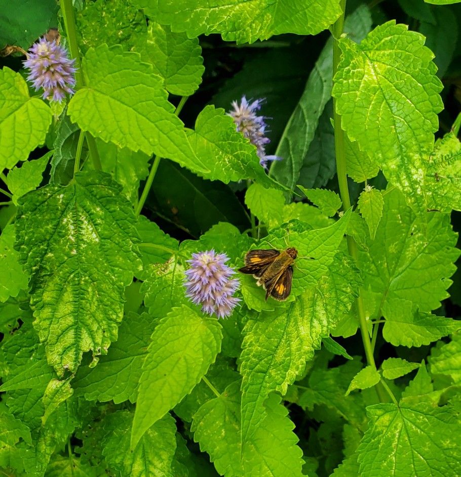 Anise Hyssop Golden Jubilee