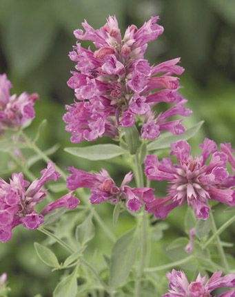 Anise Hyssop 'Pink Pop' (Agastache astromontana)