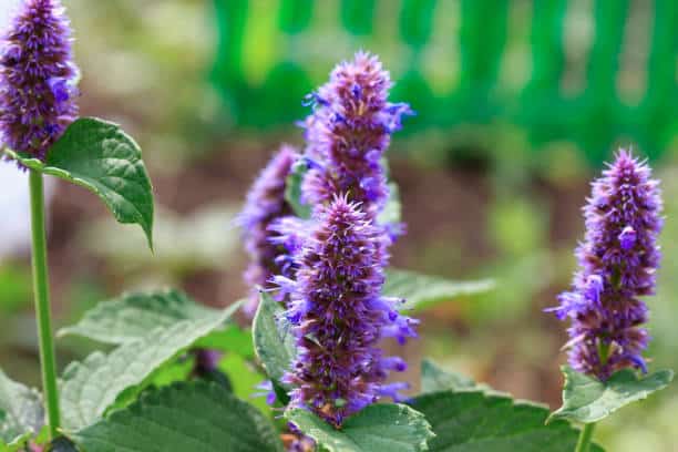 Anise hyssop flower
