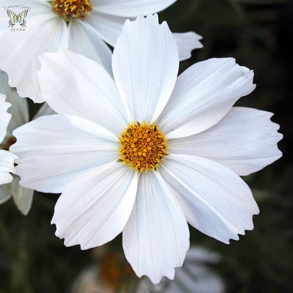 Apollo White Cosmo Flower