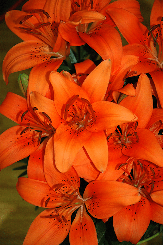 Asiatic Lily