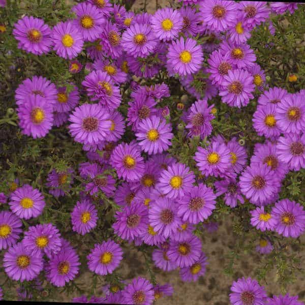 Aster Alert