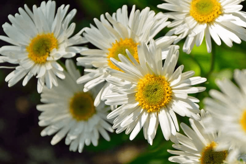 Aster Alpinus White Aster Alpinus White