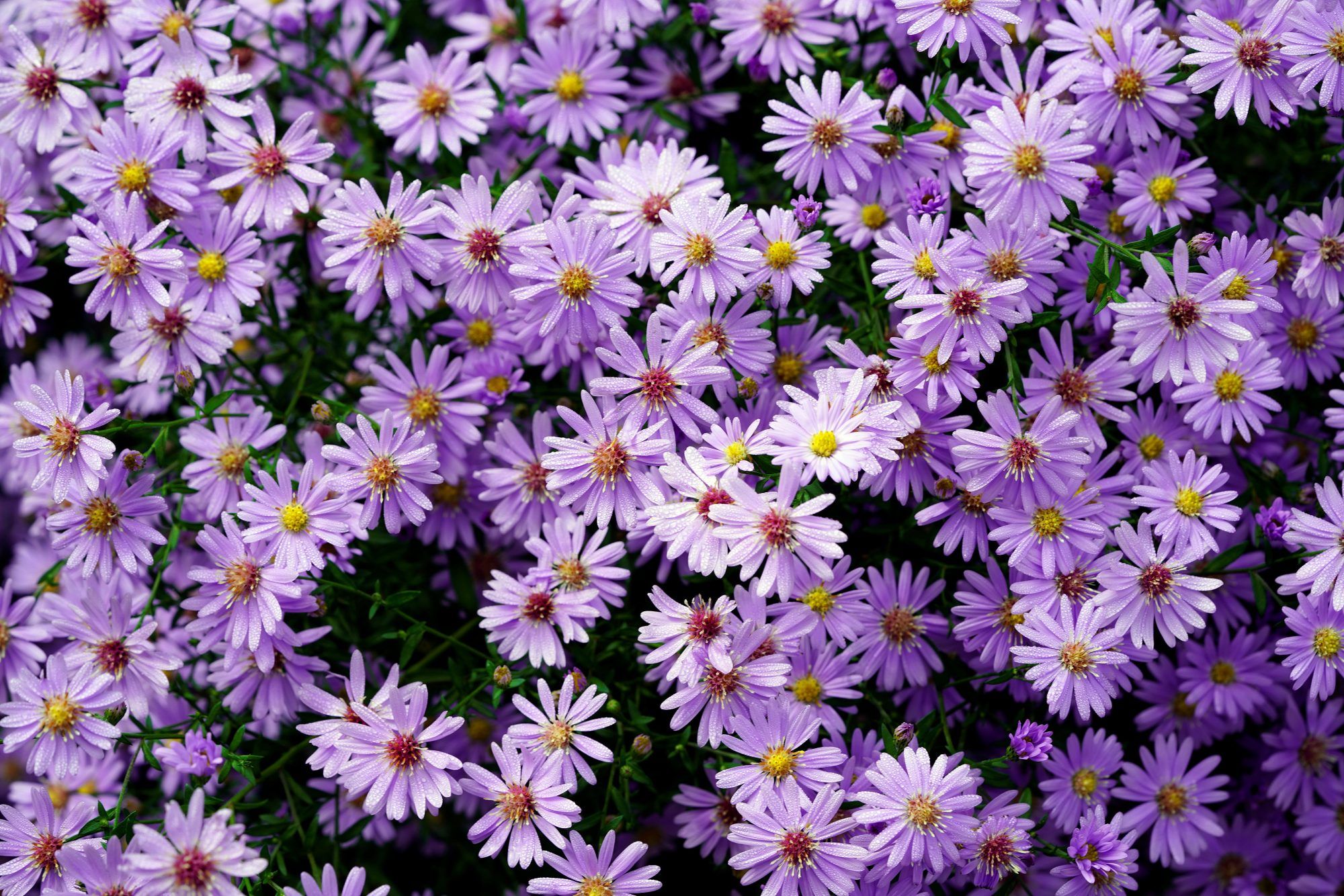 Asters Are the Fall Flower That Will Replace Your Mum Habit