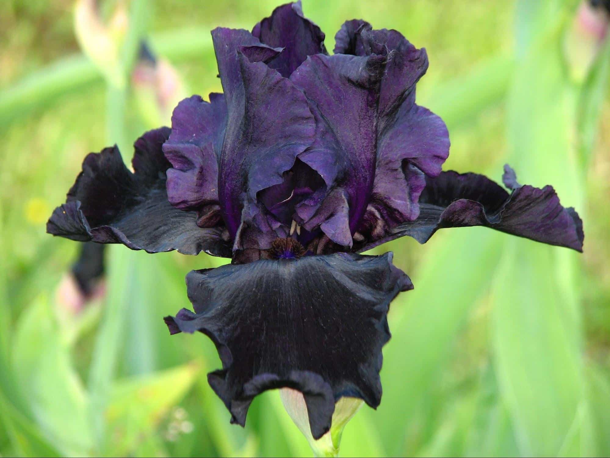 Black Bearded Iris
