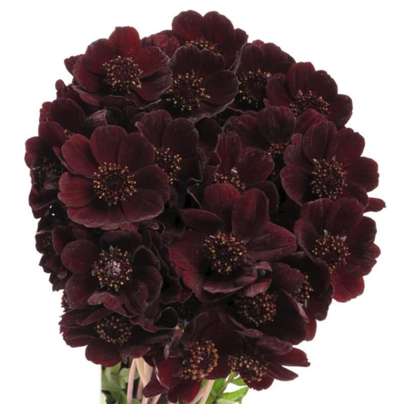 Black Cosmos Flower