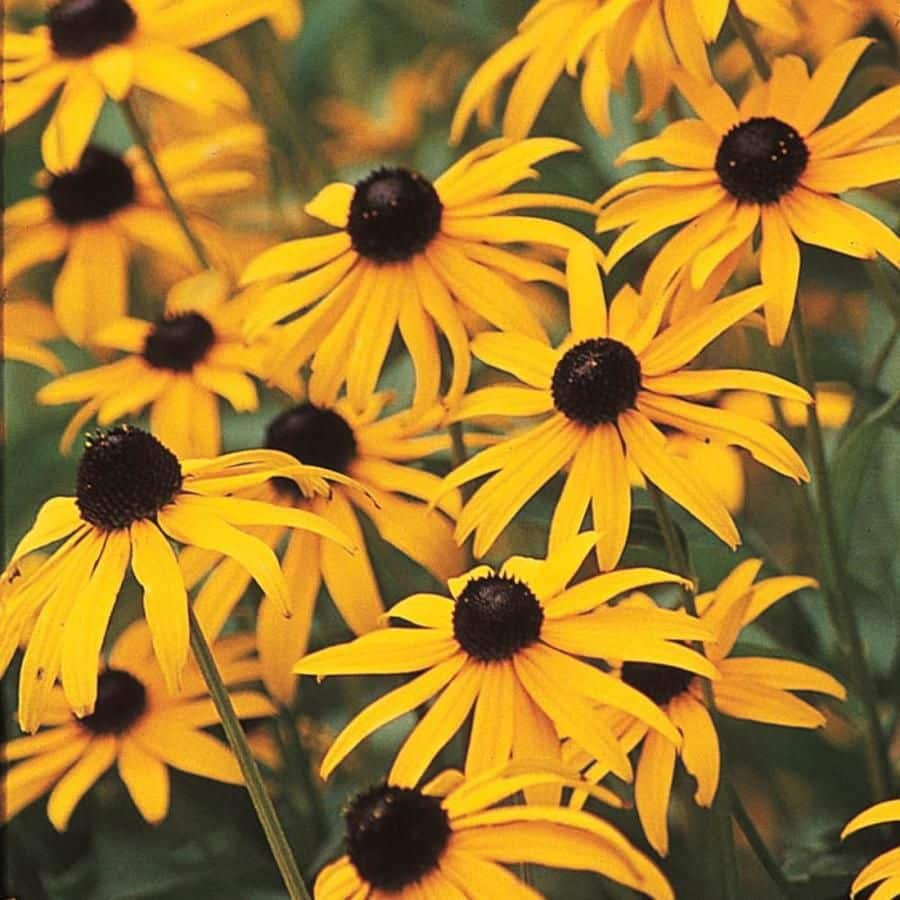 Black Eyed Susan