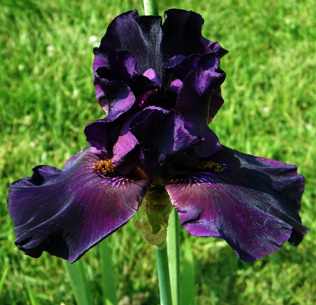 Black Swan iris