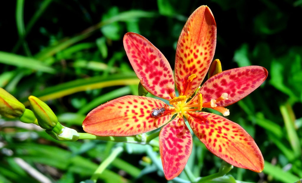 Black berry Lily iris