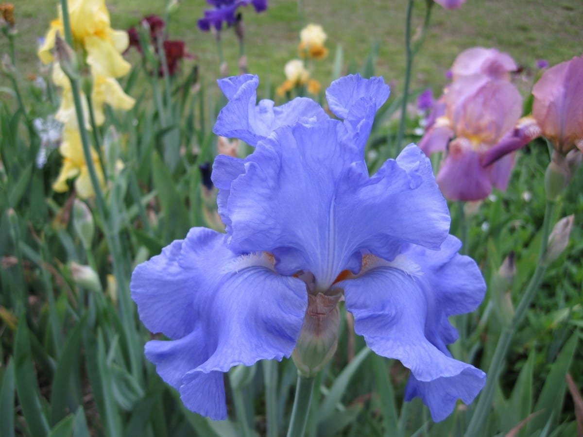 Blue Bearded iris