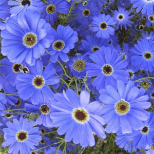 Blue Brachyscome