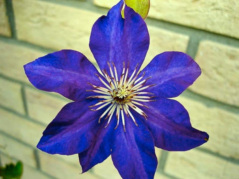 Blue Clematis