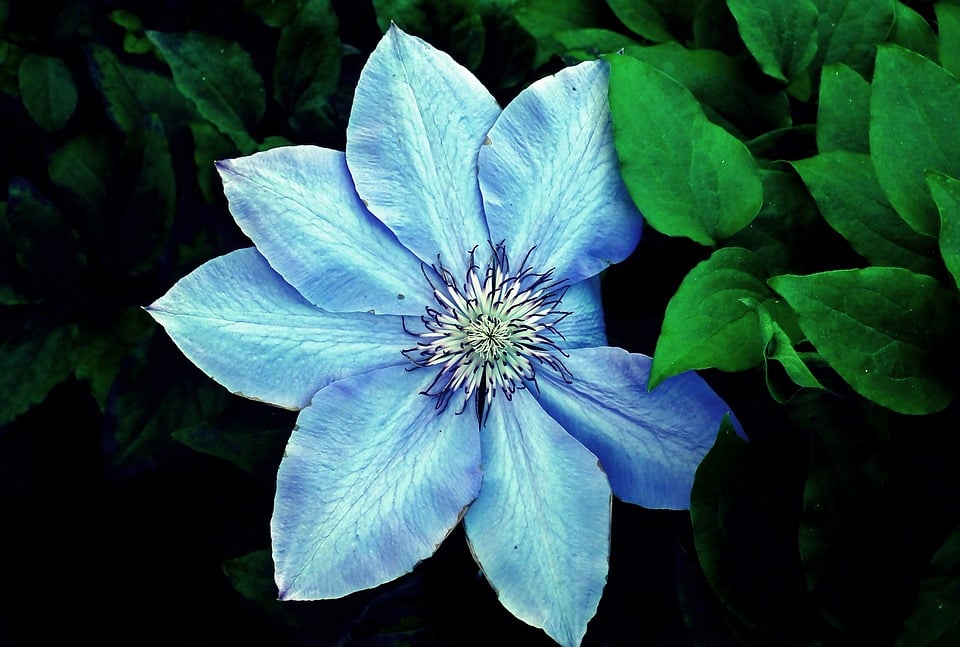Blue Clematis Flower