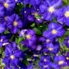 Blue Clematis Flowers