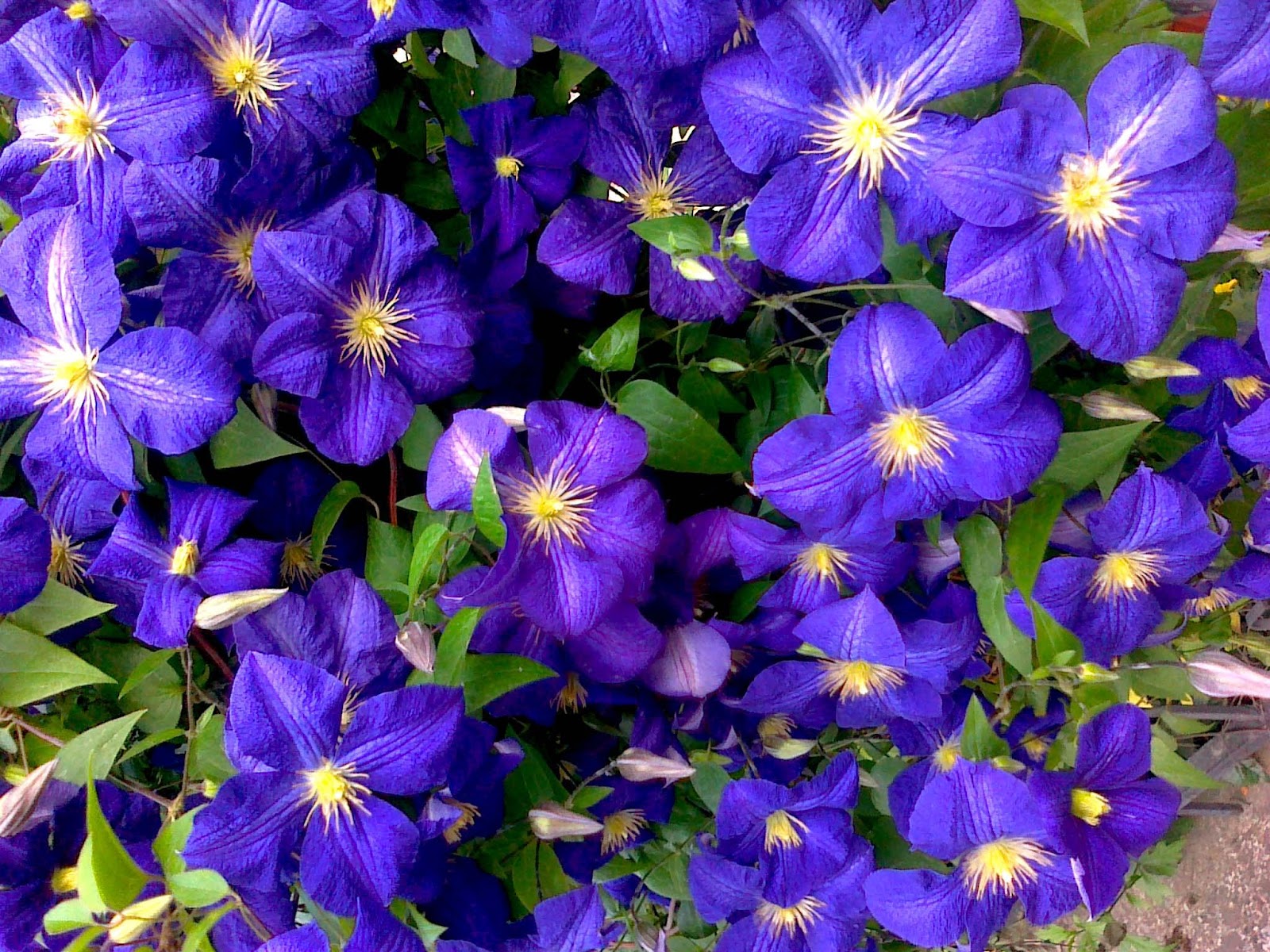 Blue Clematis Flowers