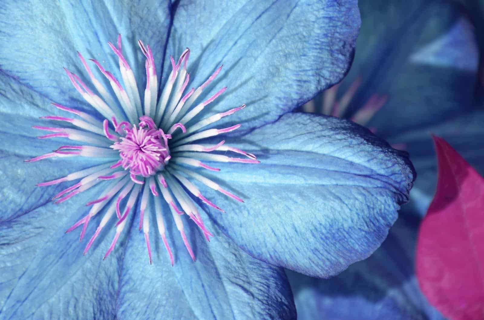 Blue Clematis