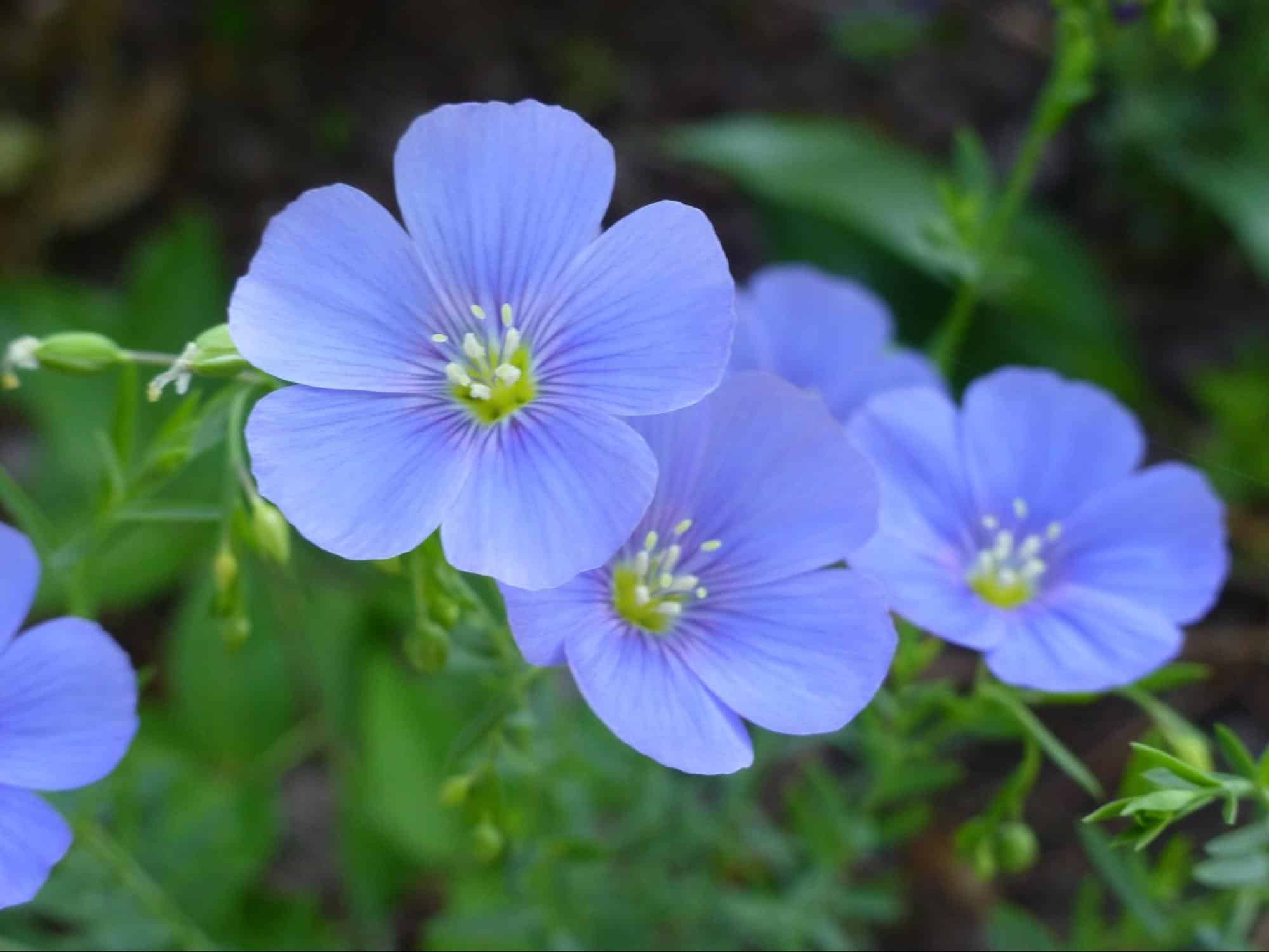 Blue Cosmos Flowers