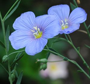 Blue Flaxseed flower (Linum lewisii)