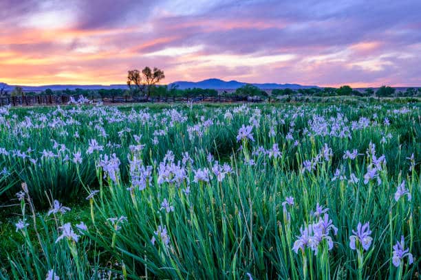 Blue Iris Field