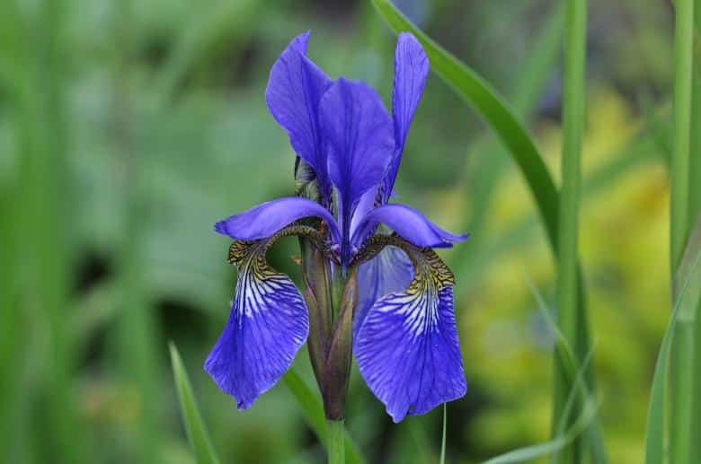 Blue Iris Flower