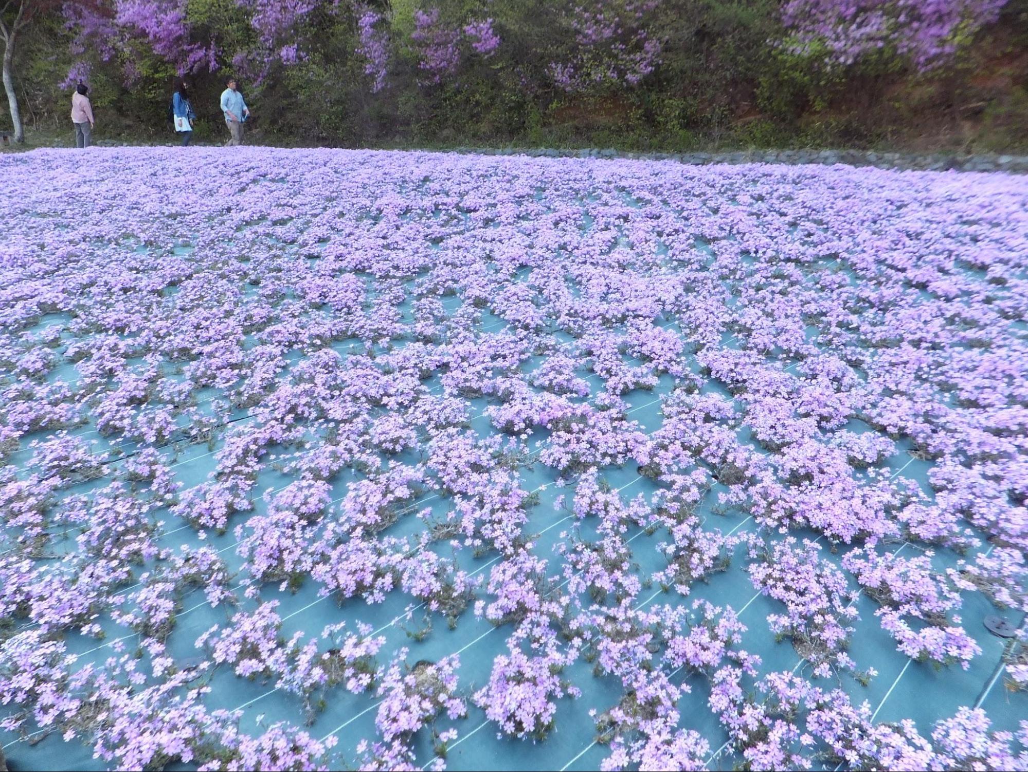 Blue Iris flowers in a japanese Flower farm