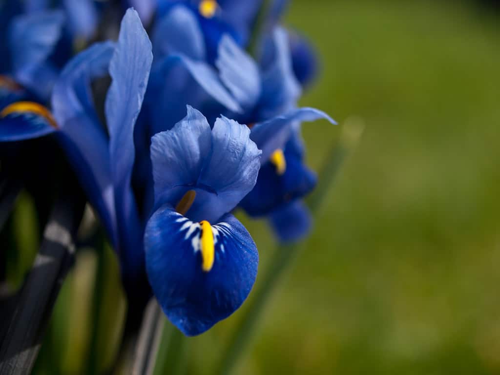 Blue Iris near the pergola