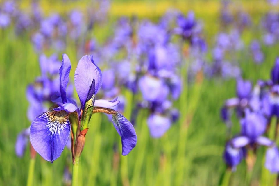 Blue irises int he field