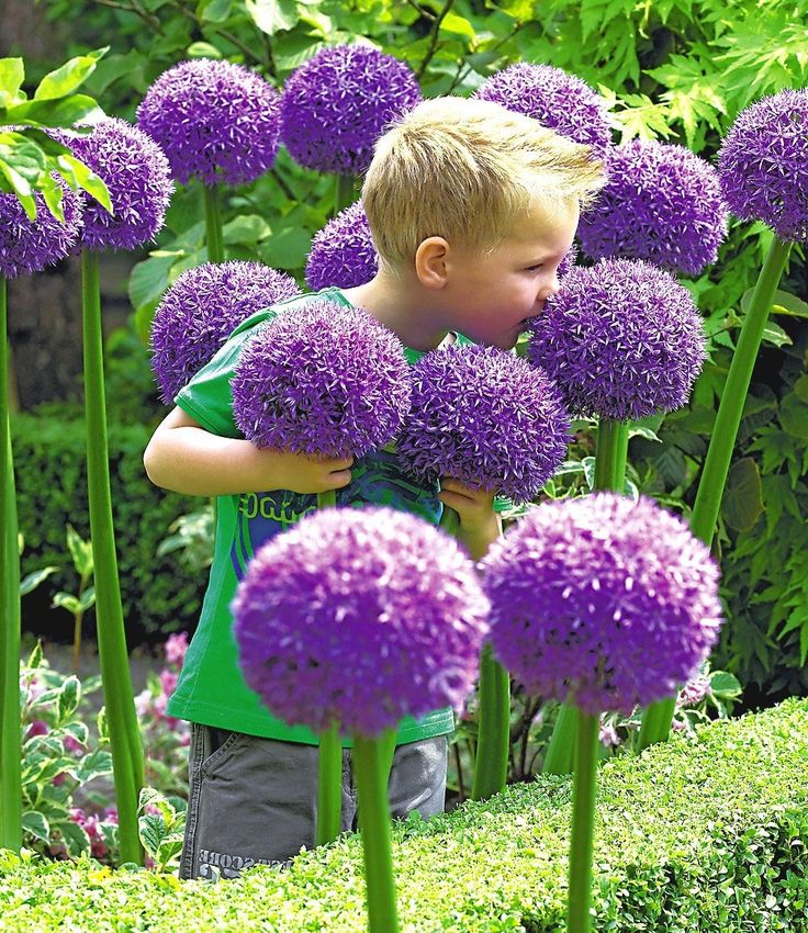 Boy smelling a purple giant allium