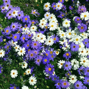 Brachyscome Iberidifolia Blue And White Mix