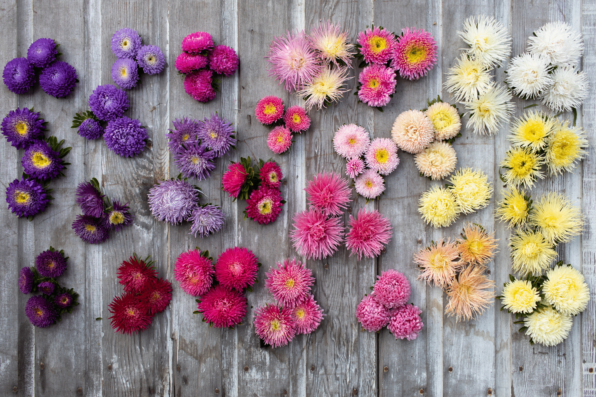 China Aster Flowers China Aster Flowers