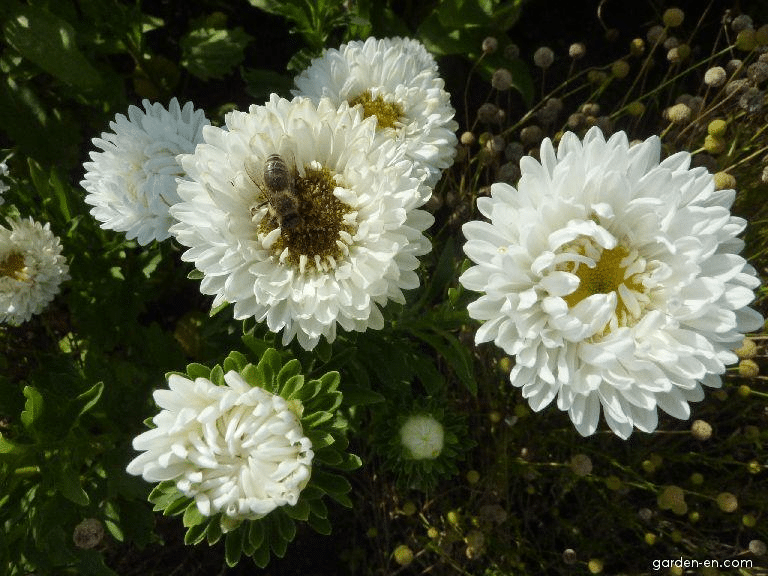China Aster White Flower China Aster White Flower
