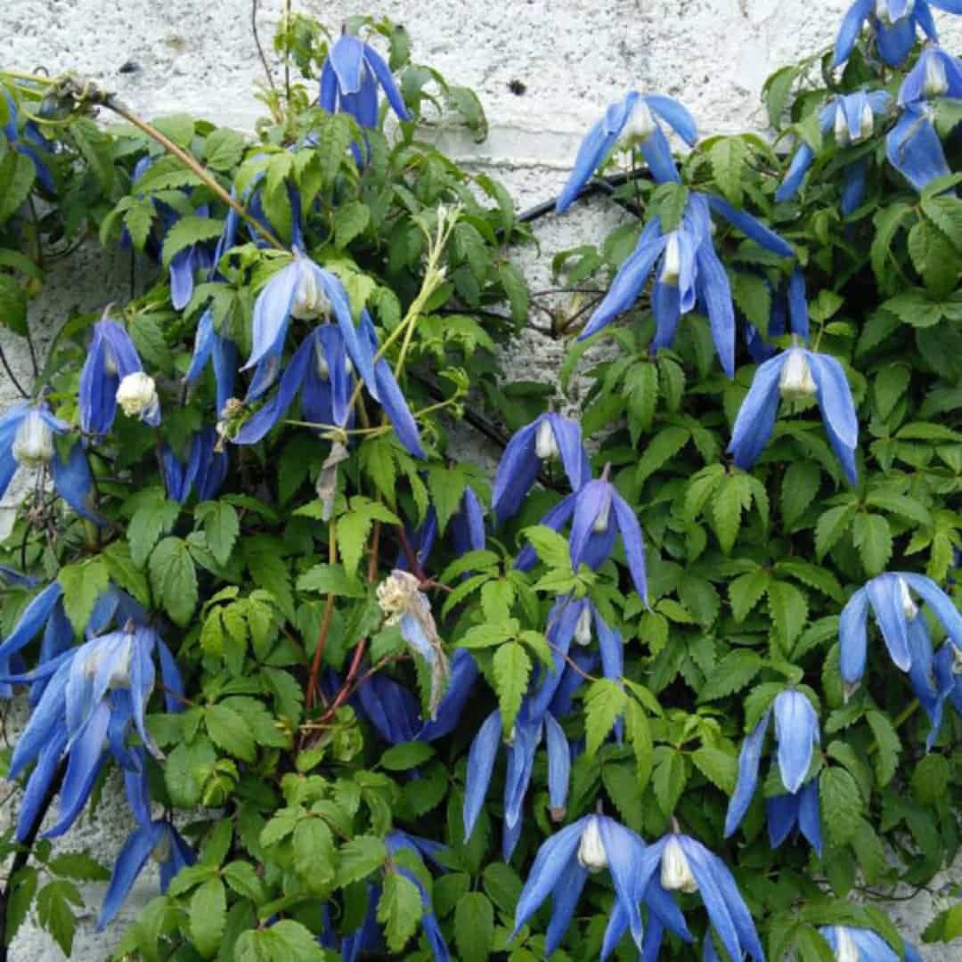Clematis Alpina Blue Dancer