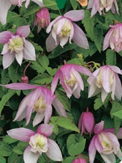 Clematis Alpina Pink Flamingo