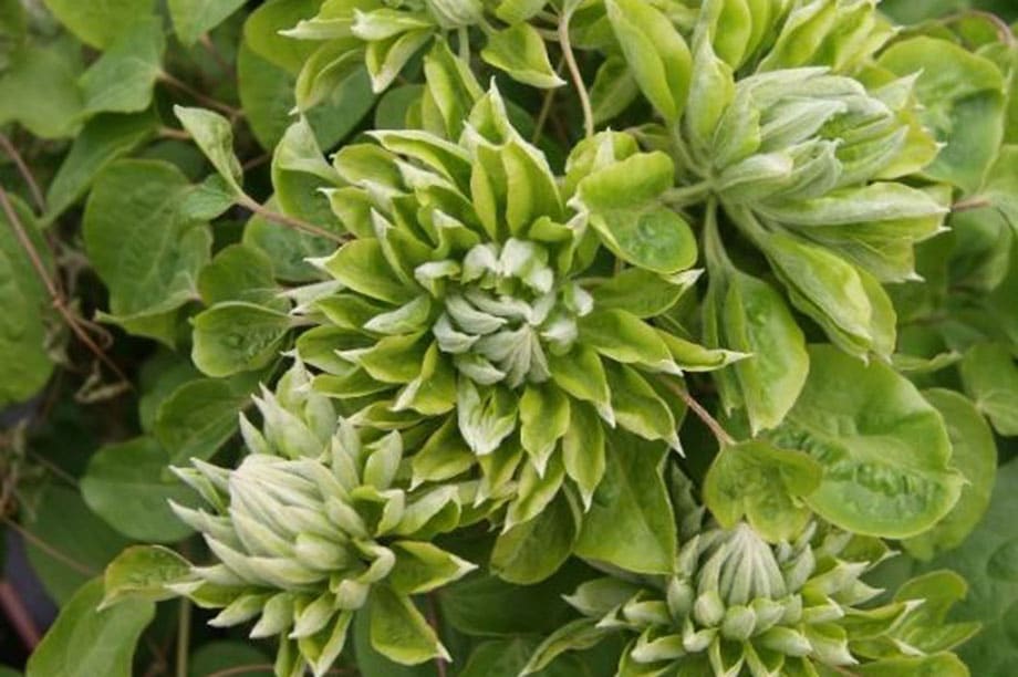 Clematis Green Passion