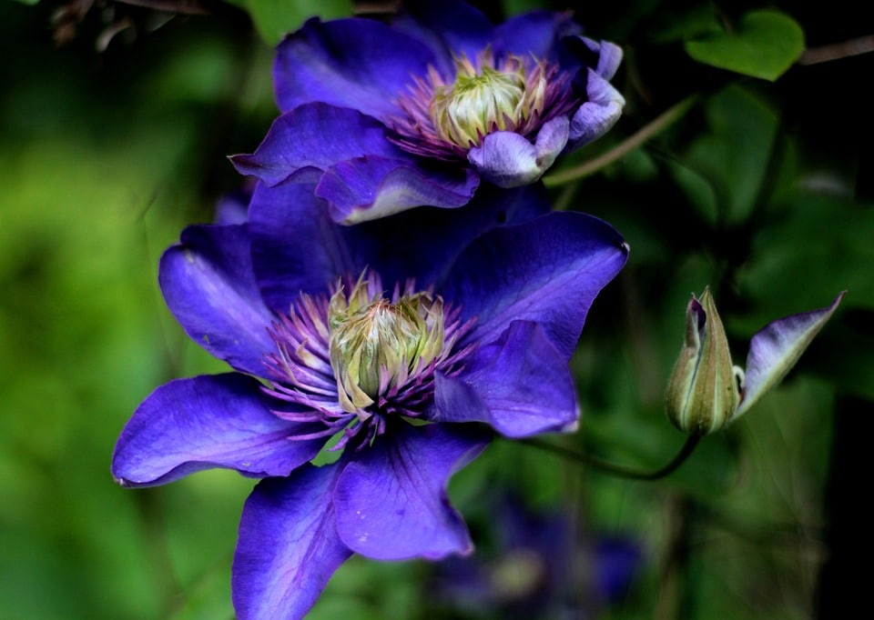 Clematis Multi Blue