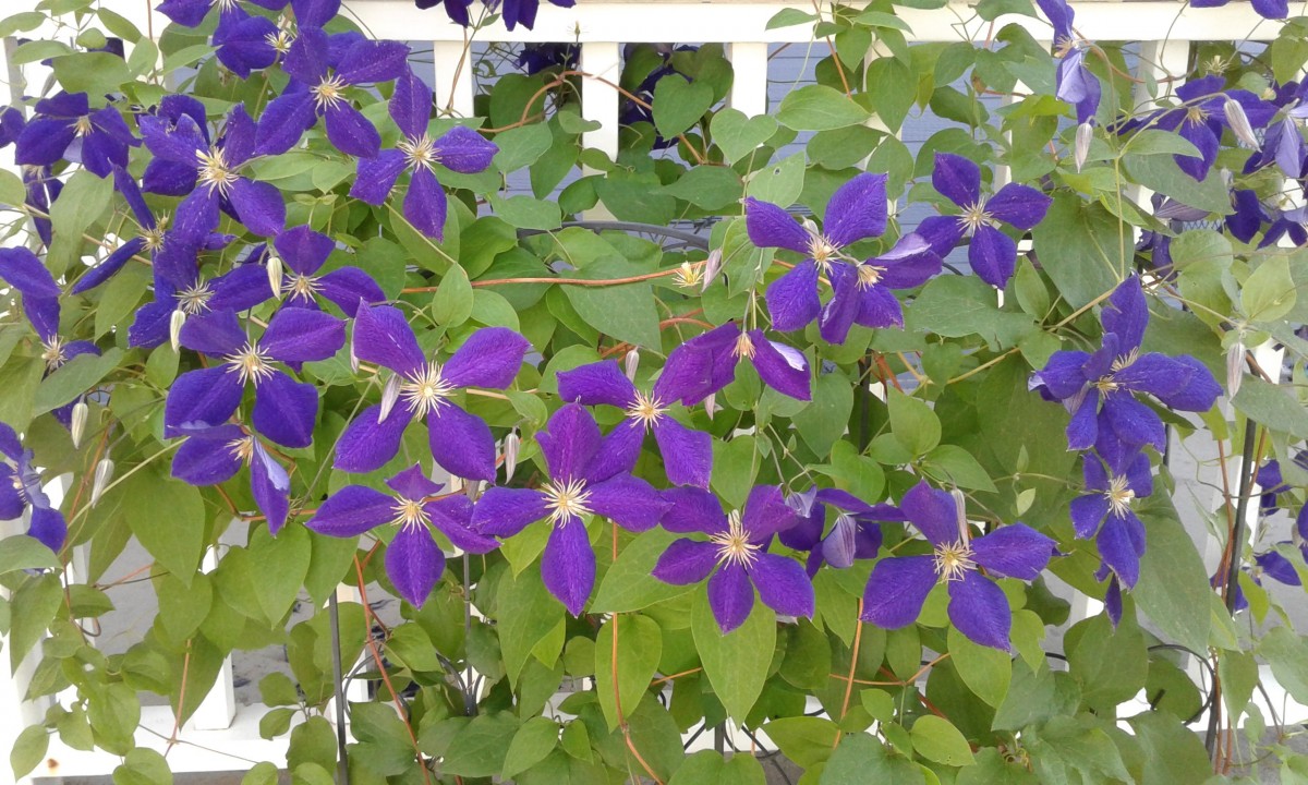 Clematis Purple Flowers