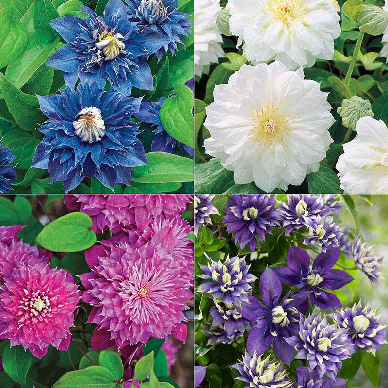 Clematis Varieties