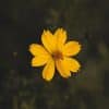 Close-up Yellow Cosmos Flowers