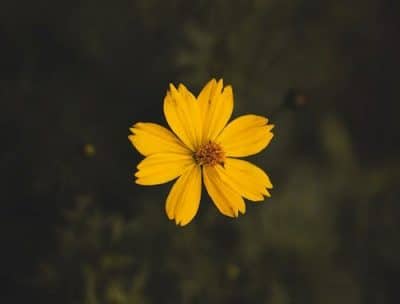 Close-up Yellow Cosmos Flowers