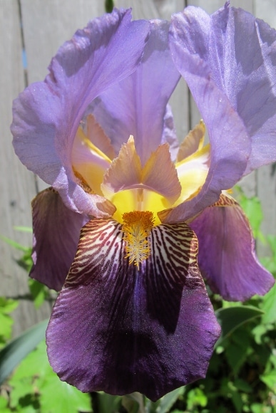 Close up image of purple bearded iris